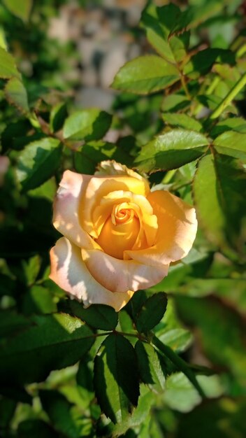 Photo a rose in a garden that is pink and yellow