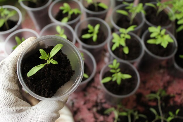 Rose garden of vegetables Transplanting tomato seedlings Young mahogany vegetables in plastic pots