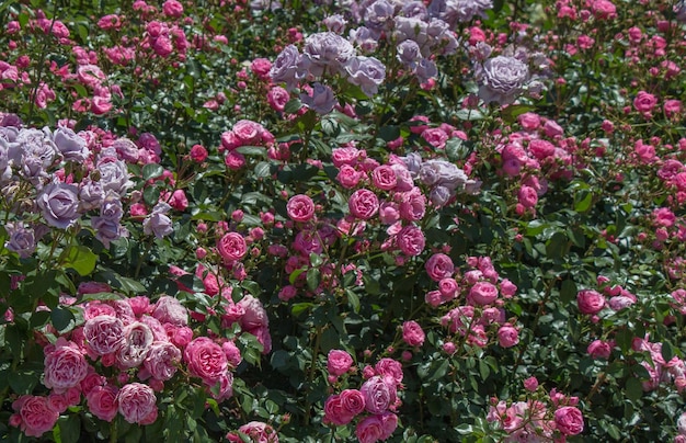 Rose garden with beautiful fresh roses