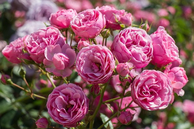 Rose garden with beautiful fresh roses