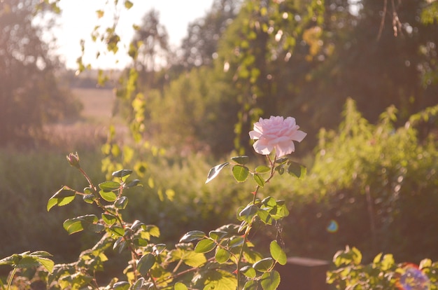 Rose in garden 