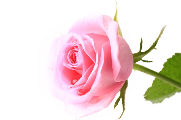 Rose gentle pink  isolated on white background soft selective focus romantic tenderness