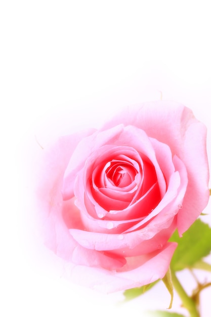 Rose gentle pink  isolated on white background soft selective focus romantic tenderness