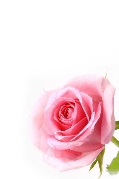 Rose gentle pink isolated on white background soft selective focus romantic tenderness