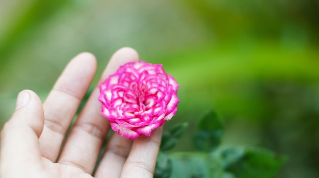 Rose in hand Holding flower in hand