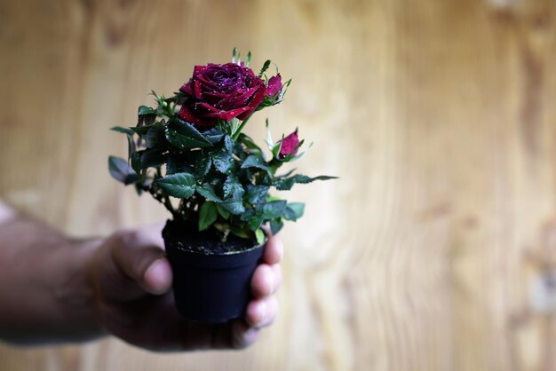 Rose in a hand man