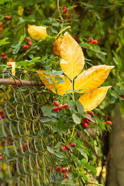 Rose hips in autumn with yellow leaves on a mesh fence