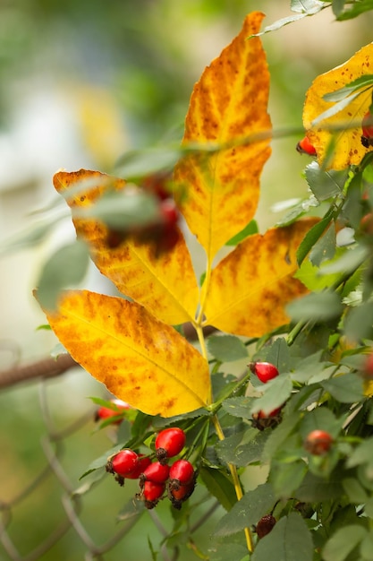 Rose hips in autumn with yellow leaves on a mesh fence