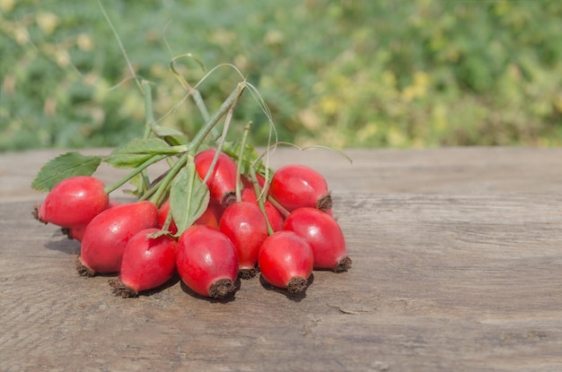 Rose hips branch Group of rosehip Rose hips close up Fresh raw berries with leaves