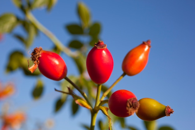 Rose hips from the bushes