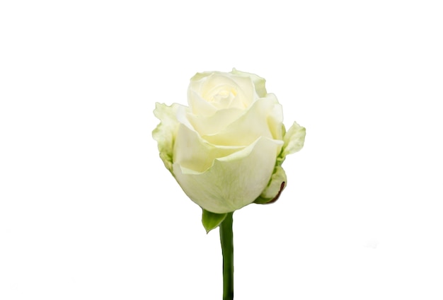 Rose Isolated On White Background