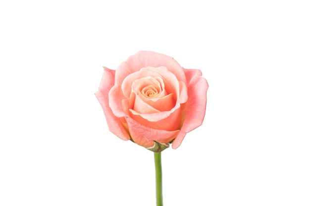 Rose Isolated On White Background