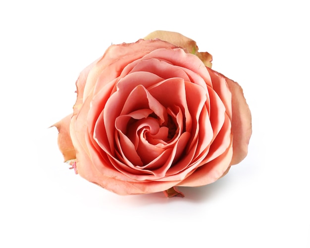 Rose isolated on white