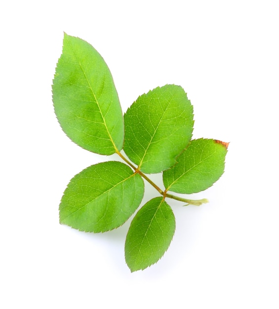 Rose leaves on a white background.