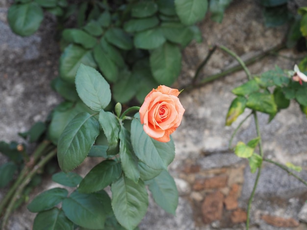 Rose orange flower scient name Rosa