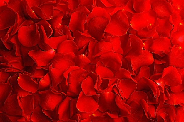 Rose petals closeup