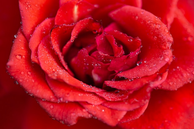 Rose petals with morning dew