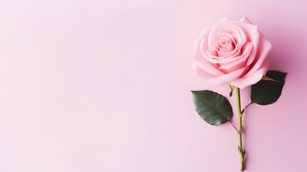 Rose on plain minimalistic pink background flat