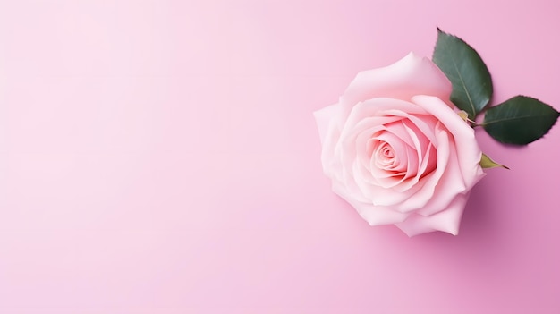 Rose on plain minimalistic pink background flat