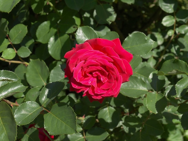 Rose plant (Rosa) red flower