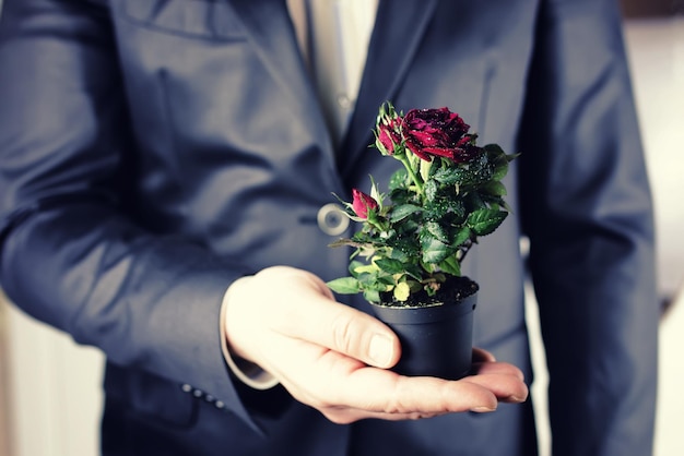 Rose in a pot man hold in hand