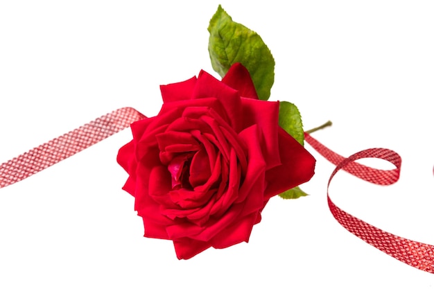 Rose red flower and green leaves stem and ribbon on white background