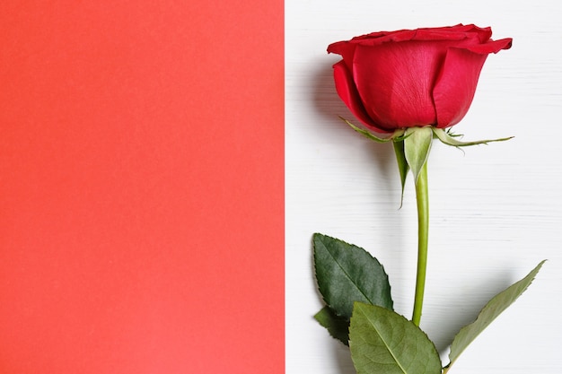 Rose on a red paper background.Valentine's day