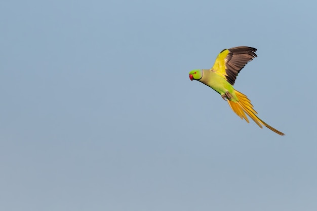 Rose ringed parakeet flying against blue sky