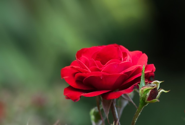 Rose rosehip the genus and cultural form of plants of the pink family bushes up to 2 meters tall