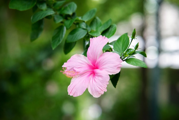 Rose of Sharon