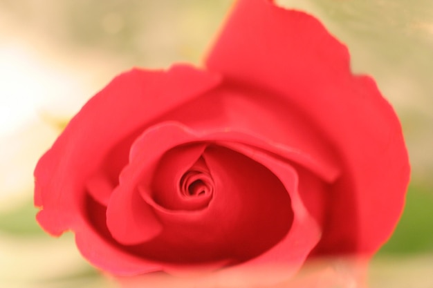 A rose that is red in color