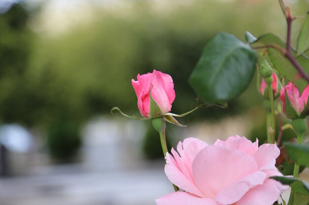 Photo rose tree leaf under the day light of the summer season