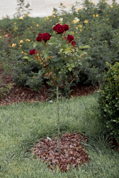 Rose tree with pink roses in a garden