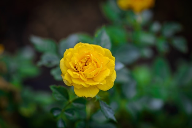 Rose with buds in a romantic flower garden. 