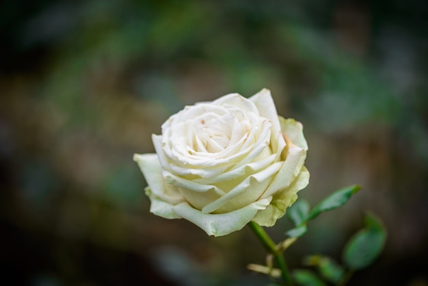 Rose with buds in a romantic flower garden. 