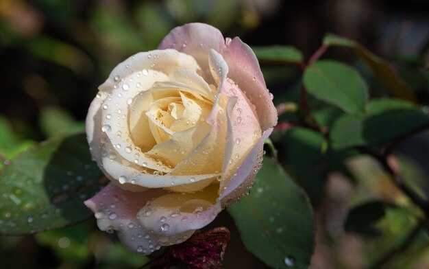 Rose with dew drops on its petals with dark background