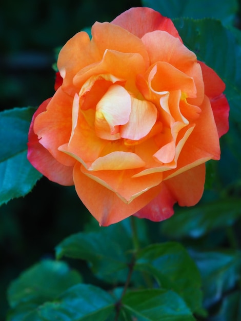 A rose with a yellow center and a red center.