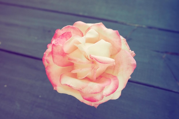 Rose on a wooden background One pink yellow rose bud lies sideways on a wooden table Flat lay Festive layout for Valentine39s day mother39s day March 8 declaration of love