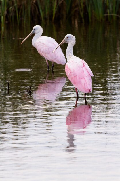 Roseate spoonhill in natural habitat on South Padre Island, TX.