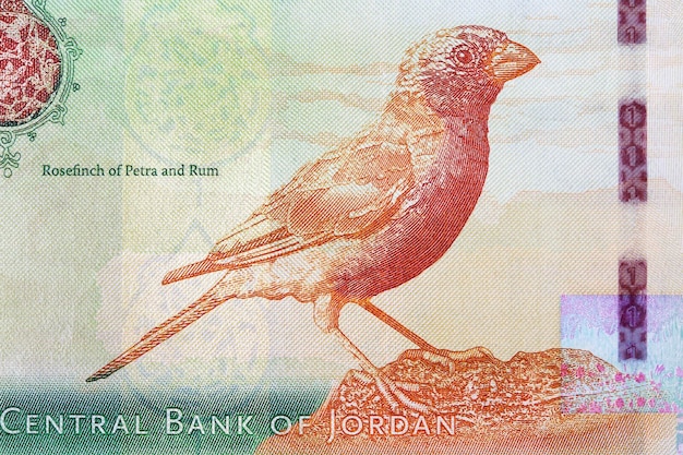 Rosefinch of petra and rum from money