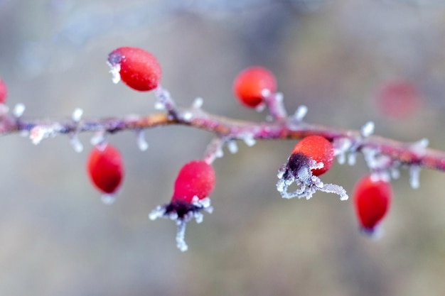 A rosehip branch covered with frost and ice with red berries in winter