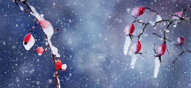 Rosehip bush with ice covered red berries on dark blurred background during snowfall