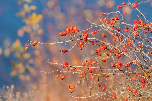 Rosehip bush with red berries by the river on a sunny day