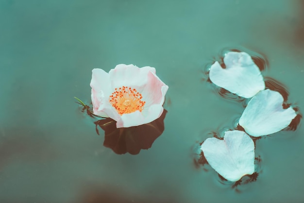 Rosehip flower closeup rosehip flower bud on the water surface Tender texture of flower High Resolution trendy