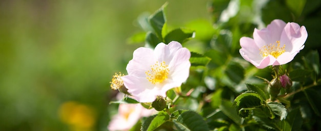 Rosehip flower on the field