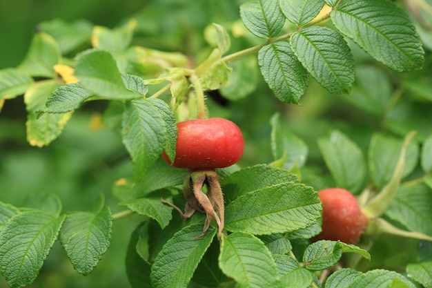 Rosehip fruit in the garden