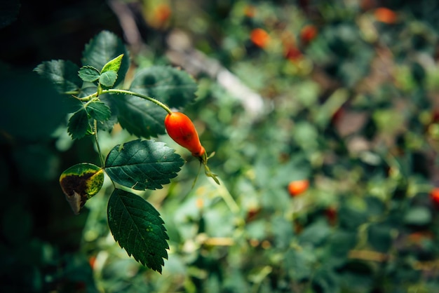 Rosehip fruits on green bush in natural sunlight, selective focus, blurred background. Organically food. Abstract plant background.