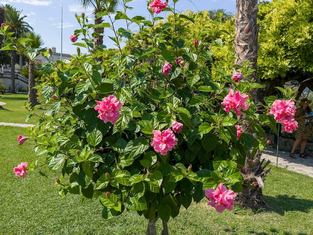 The rosehip is the accessory fruit of the various species of rose plant