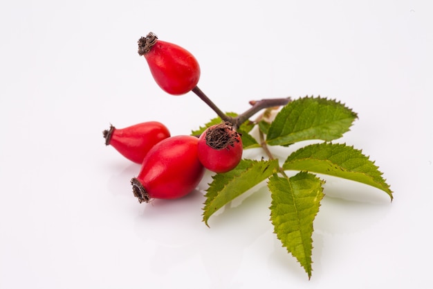 Rosehip isolated on white background