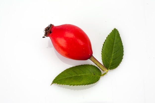 Rosehip isolated on white background